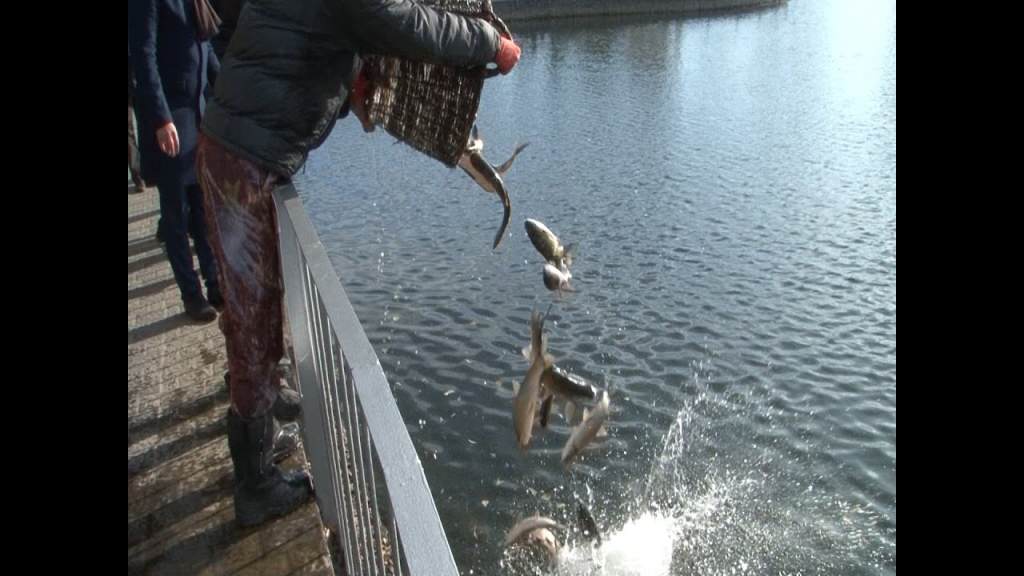 В озері Міського саду Кременя тепер мешкає рибка